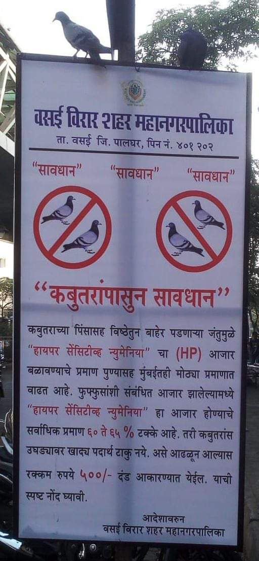 Pigeons Spreading Lung Disease In Mumbai
